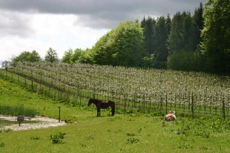 Harndrup Skov Frugtplantage Plantagen